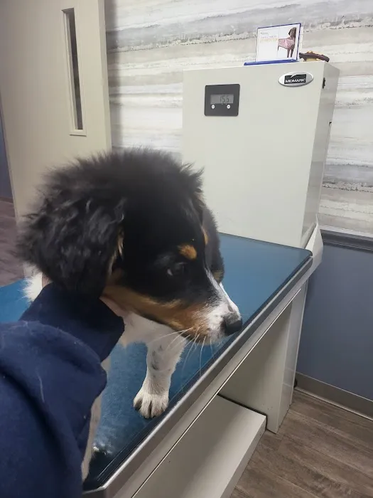 King Veterinary Clinic Picture 5