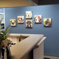 King Veterinary Clinic ico