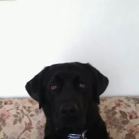 Lagrange Veterinary Clinic ico