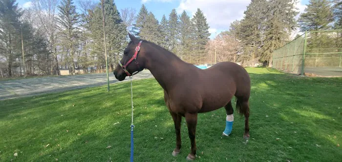Countryside Veterinary Service, P.C. Picture 3