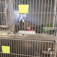 Countryside Veterinary Service, P.C. ico
