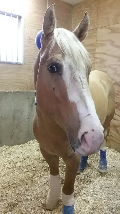 Countryside Veterinary Service, P.C. Picture 5