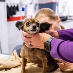 Columbia Animal Clinic