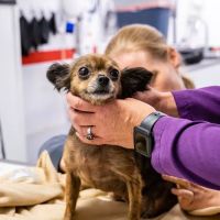 Columbia Animal Clinic ico