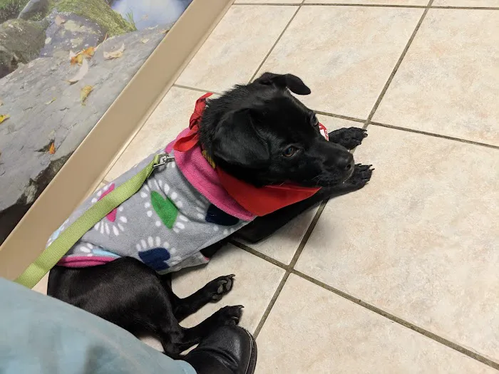 Columbia Animal Clinic Picture 7