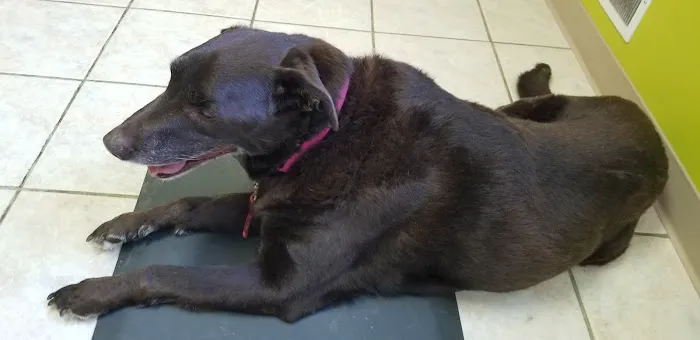Columbia Animal Clinic Picture 6