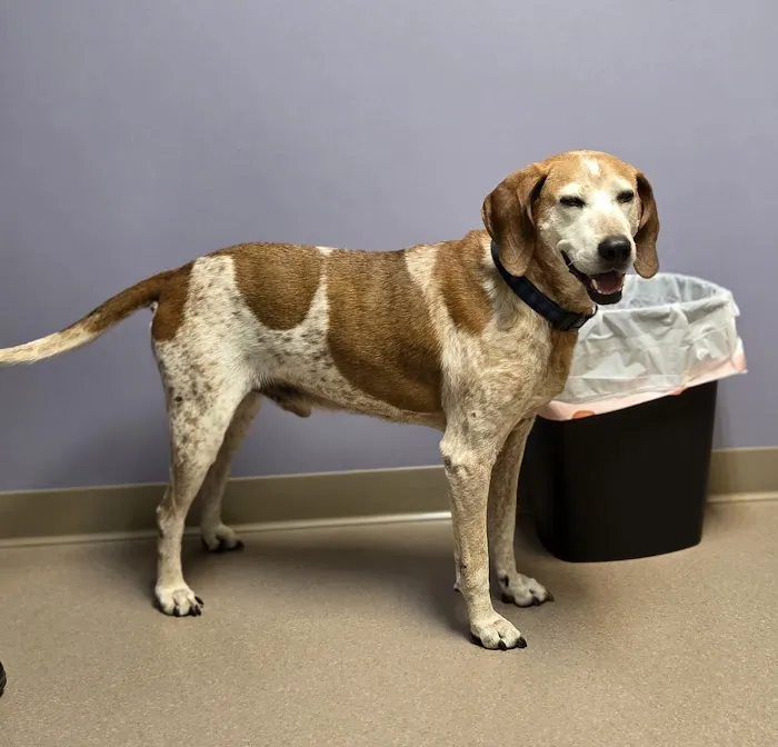 Brooklyn Road Veterinary Clinic Picture 10