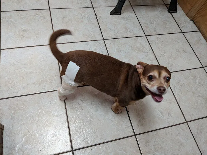 Animal Hospital of Vandercook Lake Picture 2