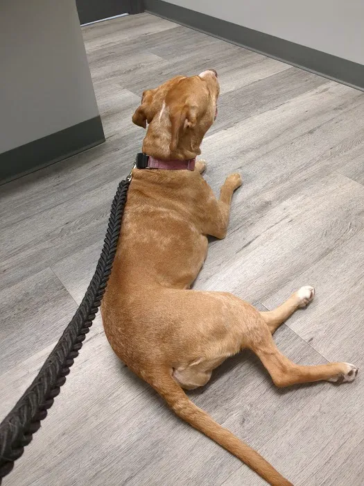 Country Garden Veterinary Clinic Picture 9