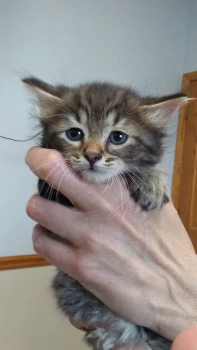 Tecumseh Veterinary Hospital Picture 1