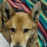 Blissfield Veterinary Services: Griffes Susan DVM