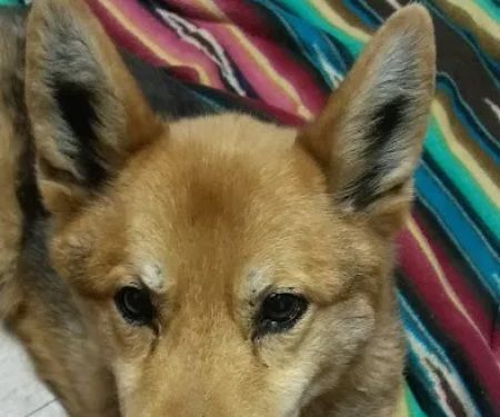 Blissfield Veterinary Services: Griffes Susan DVM