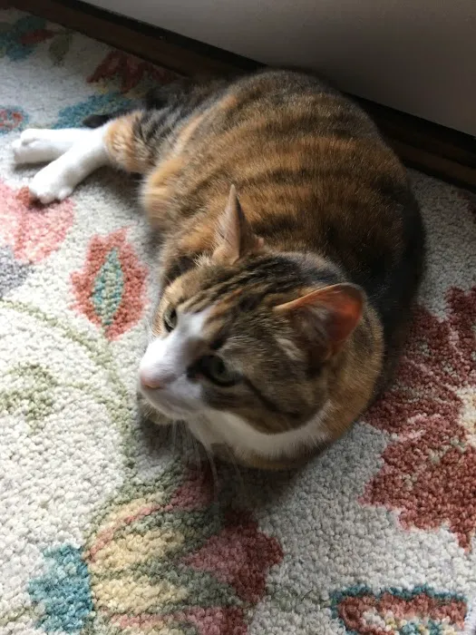 Companion Animal Clinic Picture 4