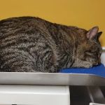 Companion Animal Clinic