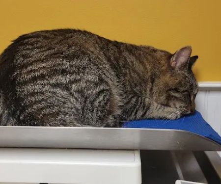 Companion Animal Clinic