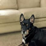 Wayside Veterinary Clinic
