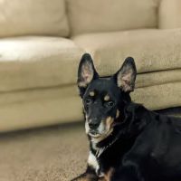 Wayside Veterinary Clinic ico