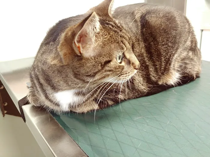 Heritage Animal Hospital Picture 1