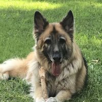 Concord Veterinary Clinic ico