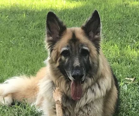 Concord Veterinary Clinic