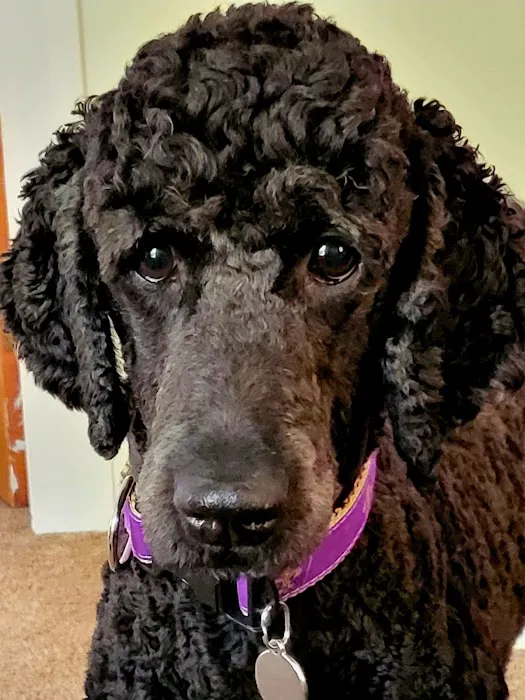 Concord Veterinary Clinic Picture 8