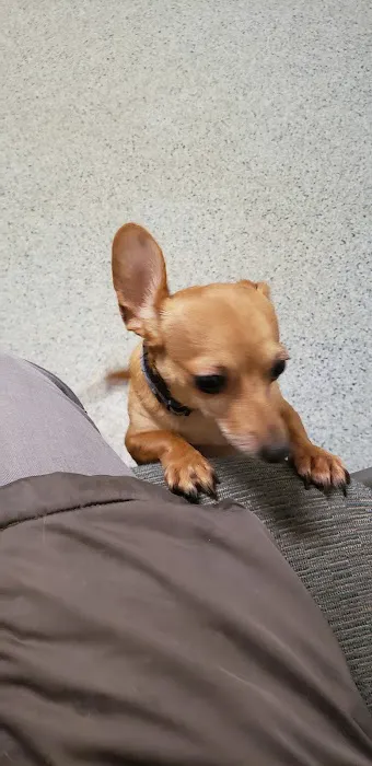 Irwin Avenue Animal Hospital Picture 1