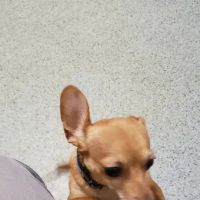 Irwin Avenue Animal Hospital ico