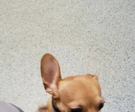 Irwin Avenue Animal Hospital
