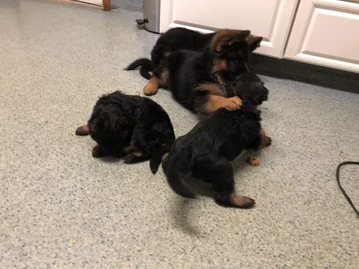 Irwin Avenue Animal Hospital Picture 9