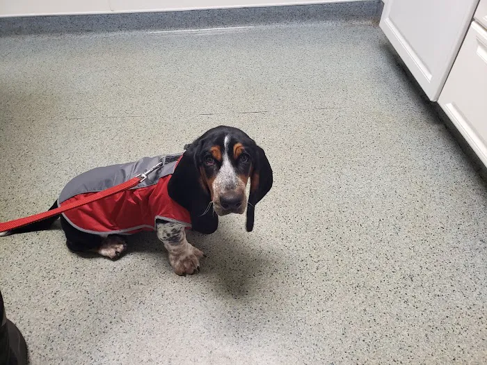Irwin Avenue Animal Hospital Picture 8