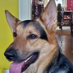 Gaide Veterinary Hospital: Gaudem Dale K DVM