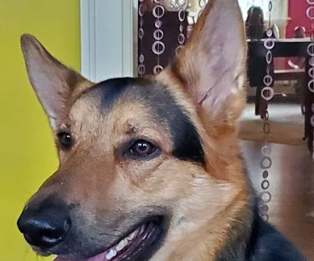 Gaide Veterinary Hospital: Gaudem Dale K DVM