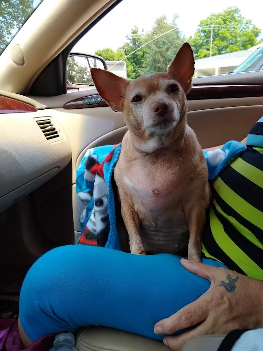 Five Points Animal Hospital Picture 1