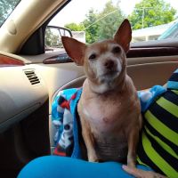 Five Points Animal Hospital ico