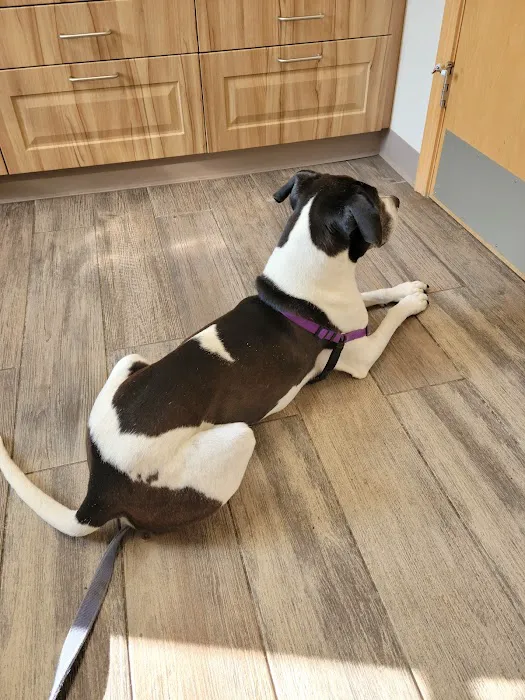 Five Points Animal Hospital Picture 10