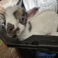 Lane Veterinary Services LLC ico