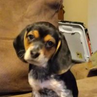 Athens Veterinary Services ico