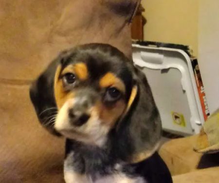 Athens Veterinary Services