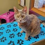Huntington Veterinary Hospital
