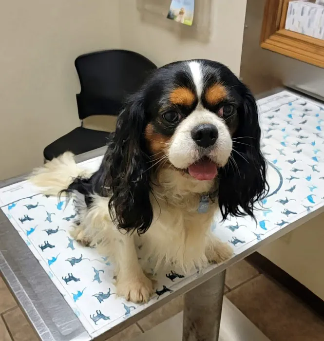 Huntington Veterinary Hospital Picture 4