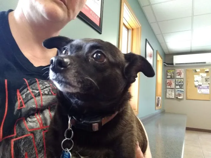 Huntington Veterinary Hospital Picture 10