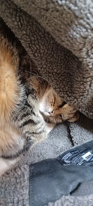 Healthier pet Picture 2