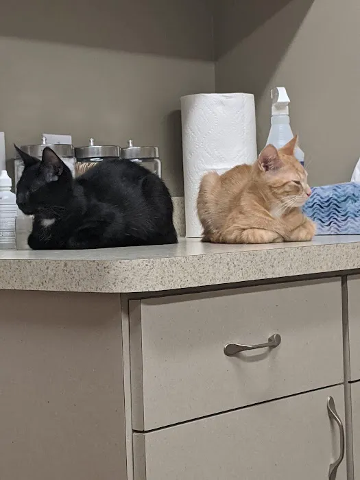 Comfort Veterinary Hospital Picture 5