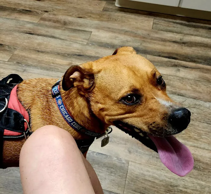 Comfort Veterinary Hospital Picture 9
