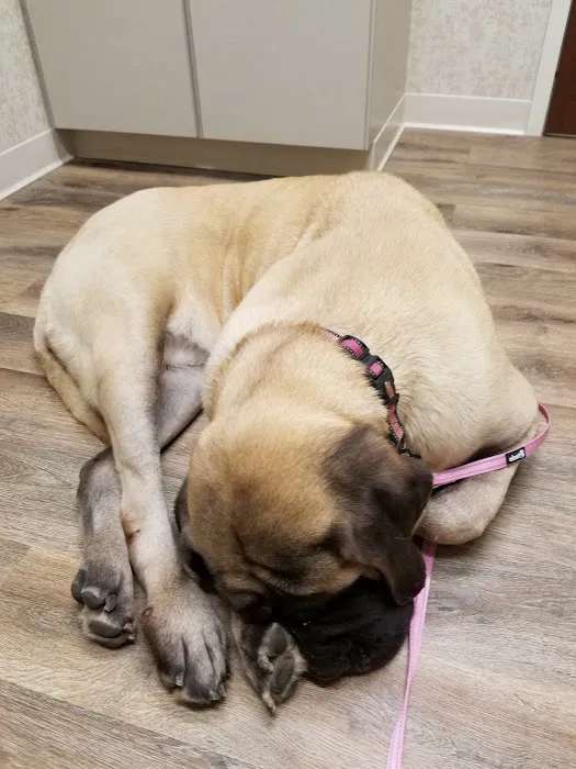Comfort Veterinary Hospital Picture 6