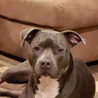 Comfort Veterinary Hospital ico