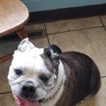 Wabash Veterinary Hospital