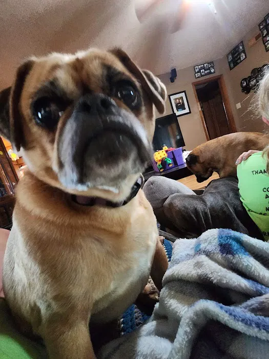 Greentown Animal Hospital Picture 4