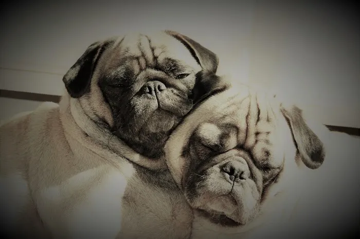 Greentown Animal Hospital Picture 7
