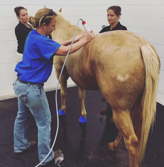 Palmetto Equine Veterinary Services Picture 9